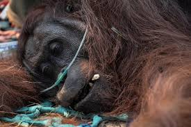 Orangutan in tree surrounded by smoke from Borneo wildfires